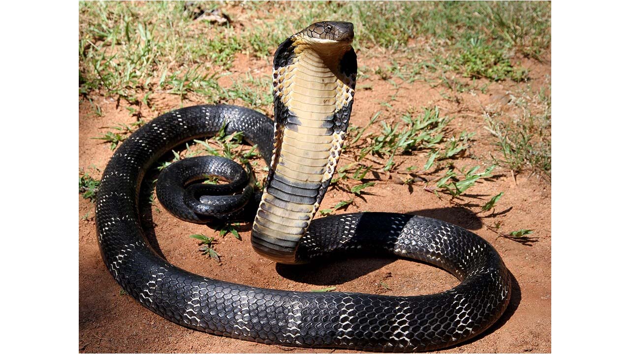 King Cobra: అత్యంత భయంకరమైన పాము ఇదే.. ఒకే కాటుతో ఏనుగును సైతం నిమిషాల్లో చంపేయగలదు.. King Cobra: అత్యంత భయంకరమైన పాము ఇదే.. ఒకే కాటుతో ఏనుగును సైతం నిమిషాల్లో చంపేయగలదు..
