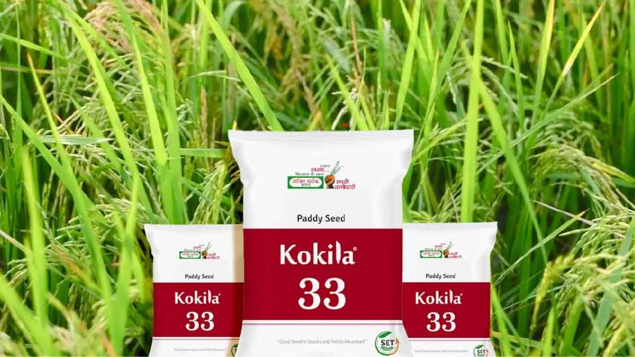 Kokila-33 | ‘కోకిల – 33’తో రైతుల ఆదాయం రెట్టింపు.. ఎకరాకు 30 క్వింటాళ్లపైనే దిగుబడి Kokila-33 | ‘కోకిల – 33’తో రైతుల ఆదాయం రెట్టింపు.. ఎకరాకు 30 క్వింటాళ్లపైనే దిగుబడి