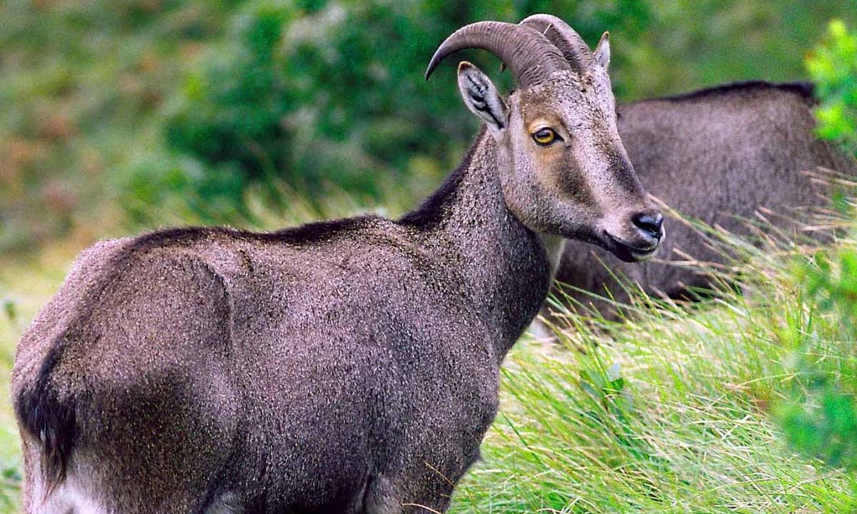 Nilgiri Tahr: దేశంలో అరుదైన జంతువు.. ఇక కనిపించకుండా పోతుందా? Nilgiri Tahr: దేశంలో అరుదైన జంతువు.. ఇక కనిపించకుండా పోతుందా?