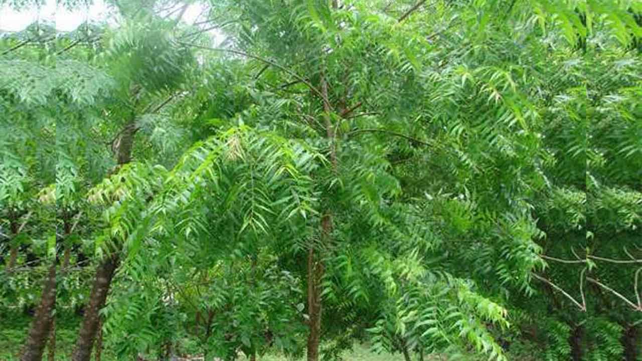 Neem Tree Benefits | ‘శని’ మిమ్మల్ని వెంటాడుతుందా..? వేప చెట్టుతో ఉపశమనం పొందండిలా..! Neem Tree Benefits | ‘శని’ మిమ్మల్ని వెంటాడుతుందా..? వేప చెట్టుతో ఉపశమనం పొందండిలా..!