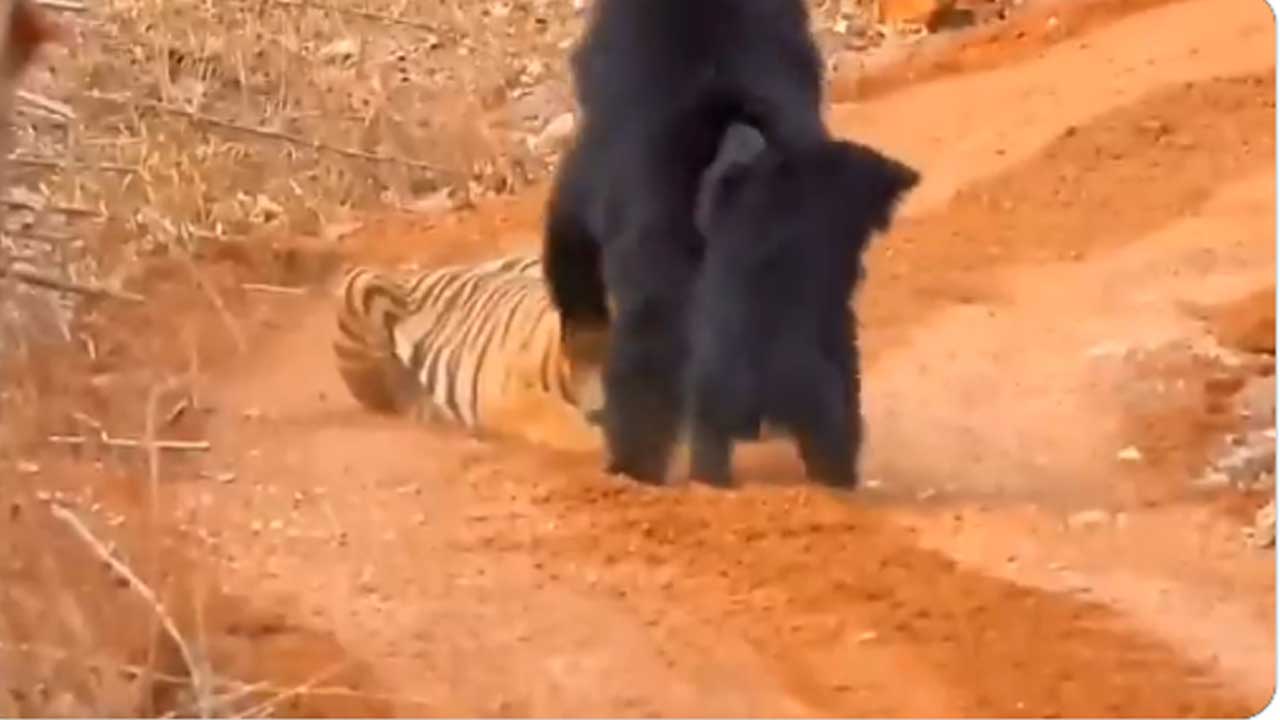 Bear Adventur Attack: బిడ్డ జోలికిస్తే పులి అయినా బలాదూర్..ఎలుగబంటి సాహసం వైరల్ ! Bear Adventur Attack: బిడ్డ జోలికిస్తే పులి అయినా బలాదూర్..ఎలుగబంటి సాహసం వైరల్ !