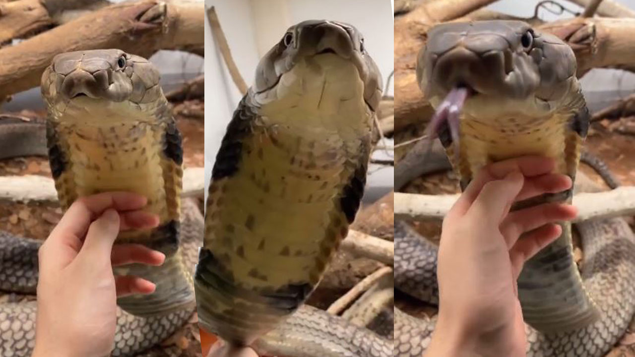 King Cobra | ఈ పామును చూస్తే.. మీకు రాత్రి నిద్ర కూడా పట్టదు! King Cobra | ఈ పామును చూస్తే.. మీకు రాత్రి నిద్ర కూడా పట్టదు!