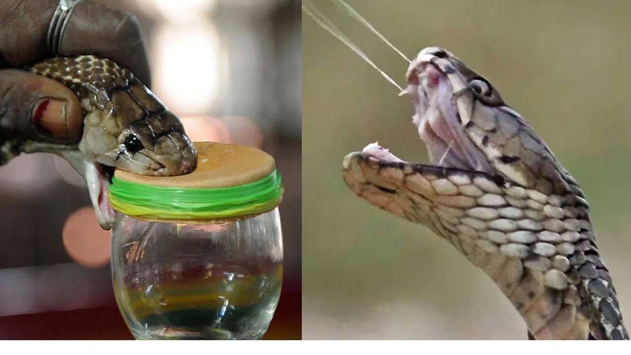 snake venom: పాము విషంలో ఔషధగుణాలున్నాయా.. snake venom: పాము విషంలో ఔషధగుణాలున్నాయా..