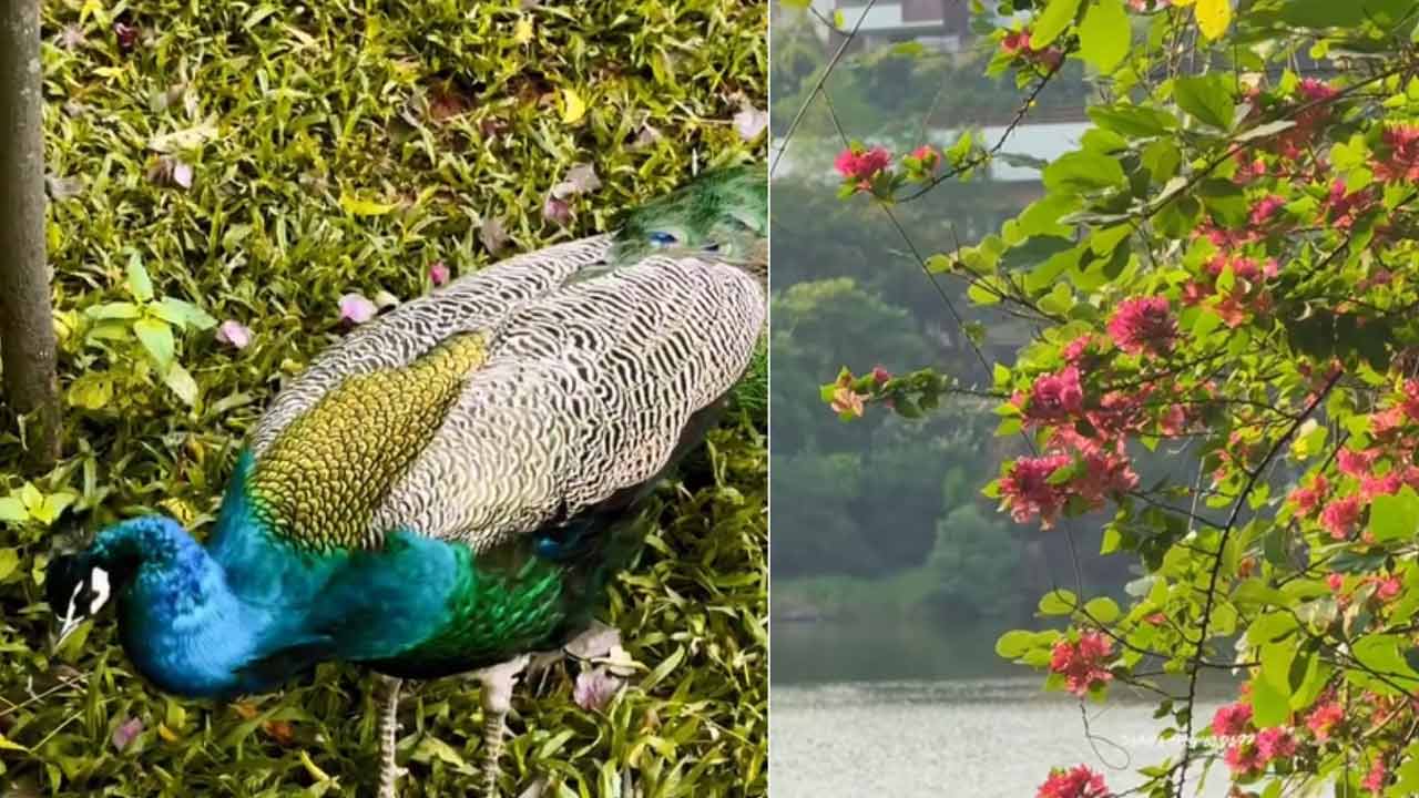 Summer | ఉక్కపోతతో ఉక్కిరిబిక్కిరి అవుతున్నారా..? హైదరాబాద్లోని ఈ 6 ప్రాంతాలకు వెళ్లండి మరి..! Summer | ఉక్కపోతతో ఉక్కిరిబిక్కిరి అవుతున్నారా..? హైదరాబాద్లోని ఈ 6 ప్రాంతాలకు వెళ్లండి మరి..!