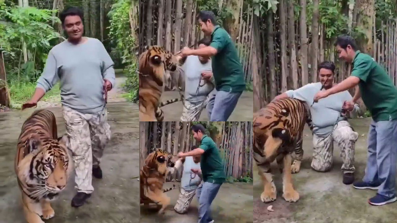 Viral: పెద్ద పులితో ఫోజు.. కొద్దిలో సచ్చి బతికిండు! జీవితంలో మళ్లీ ఫొటో కూడా దిగడు Viral: పెద్ద పులితో ఫోజు.. కొద్దిలో సచ్చి బతికిండు! జీవితంలో మళ్లీ ఫొటో కూడా దిగడు