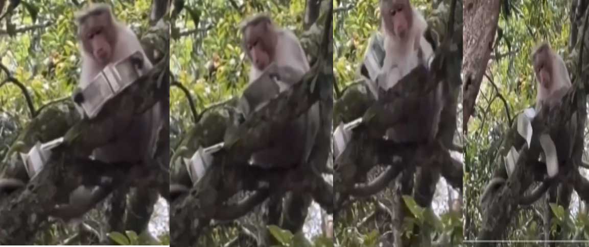 Monkey’s Antics: నోట్ల కట్టల బ్యాగ్ ఎత్తుకెళ్లిన కోతి.. ఏం చేసిందో చూడండి! Monkey’s Antics: నోట్ల కట్టల బ్యాగ్ ఎత్తుకెళ్లిన కోతి.. ఏం చేసిందో చూడండి!
