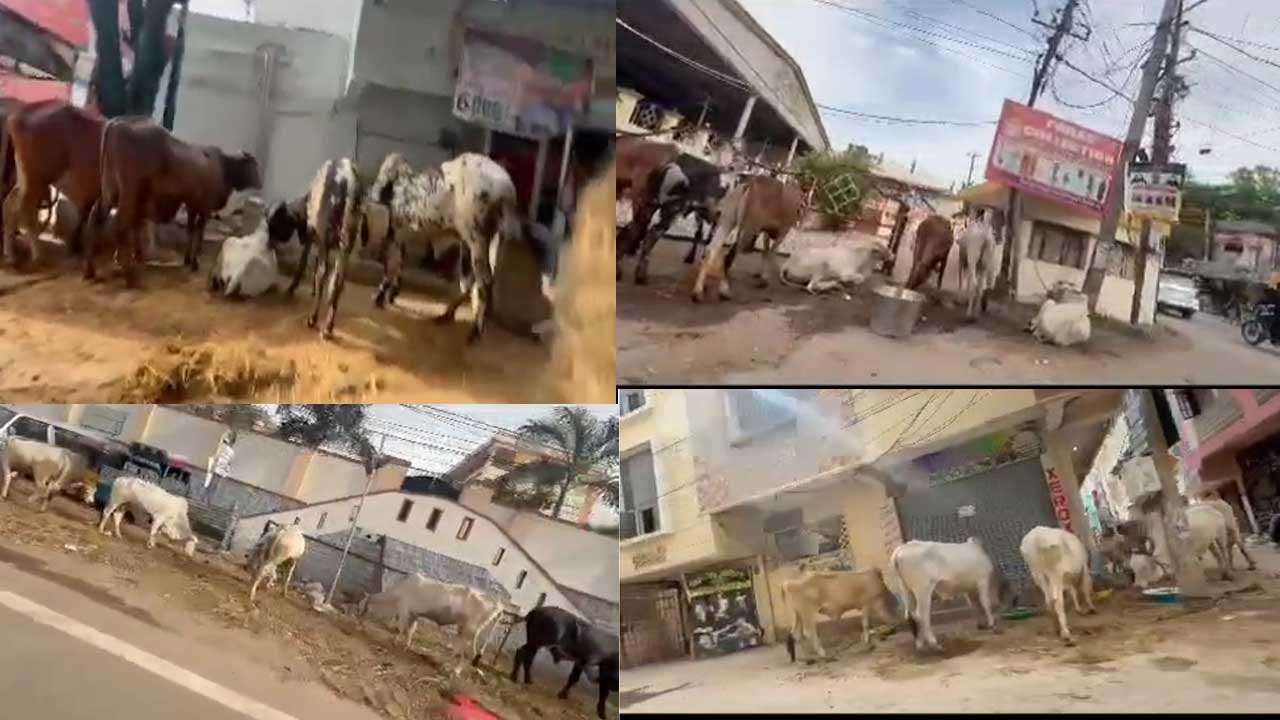 MLA Raja Singh: రాజాసింగ్ సంచలనం..గోవధ అంశంపై వీడియో! MLA Raja Singh: రాజాసింగ్ సంచలనం..గోవధ అంశంపై వీడియో!