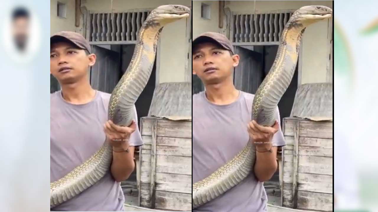 King Cobra: ప్రపంచంలోనే అతిపెద్ద కింగ్ కోబ్రా చూశారా.. ! King Cobra: ప్రపంచంలోనే అతిపెద్ద కింగ్ కోబ్రా చూశారా.. !