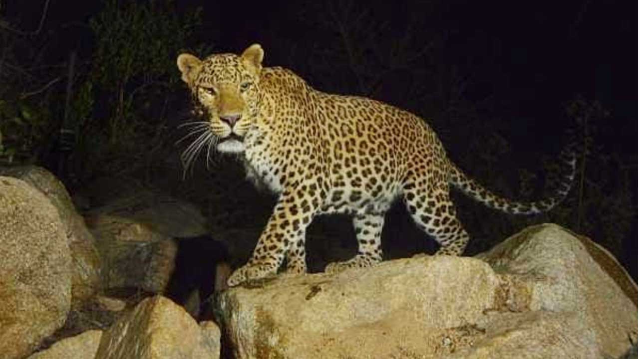 Tirumala Leopard: తిరుమలలో మళ్లీ చిరుత కలకలం ! Tirumala Leopard: తిరుమలలో మళ్లీ చిరుత కలకలం !