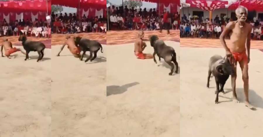 Old Man Fighting: ఇతను ముసలోడేనా..పొట్టేలుతో ఫైటింగ్! Old Man Fighting: ఇతను ముసలోడేనా..పొట్టేలుతో ఫైటింగ్!