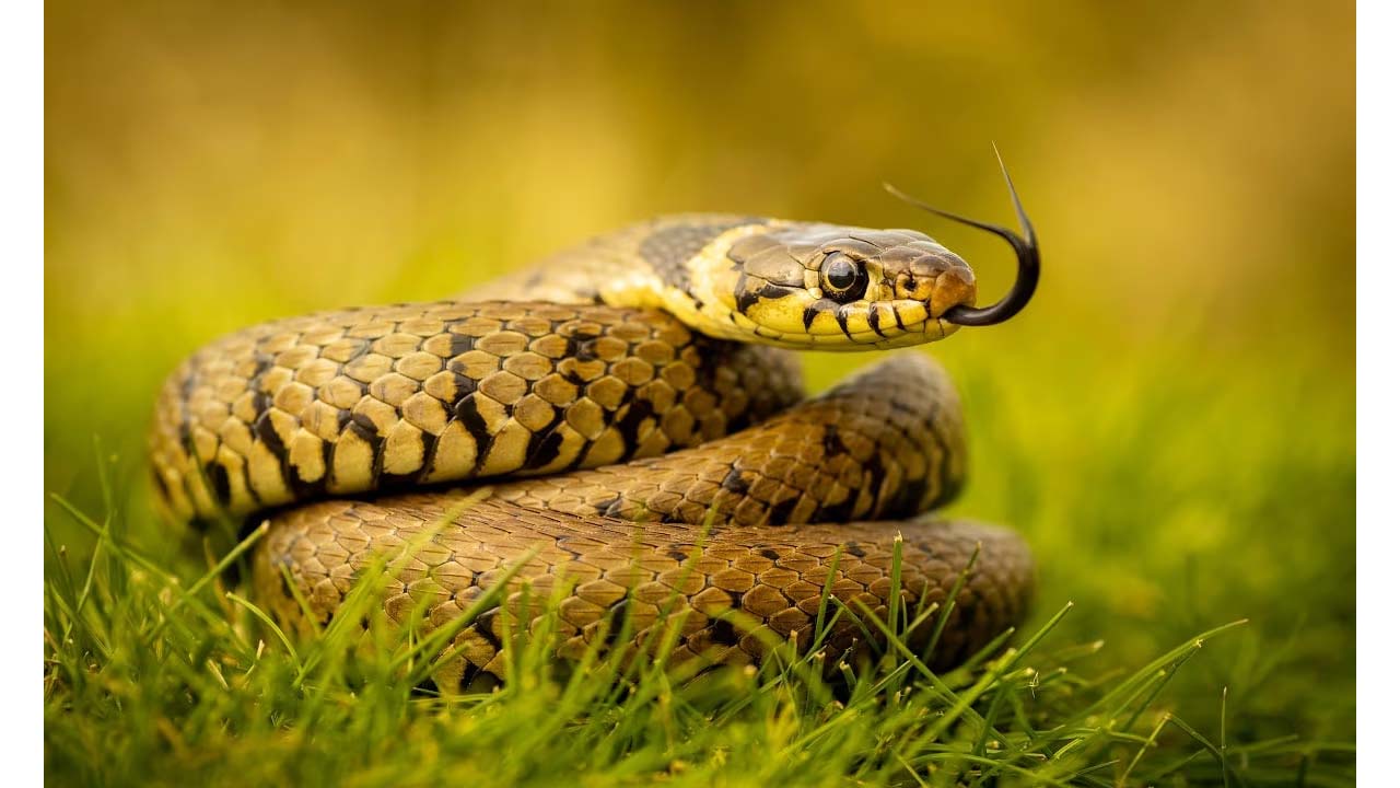 Snakes: పాములు ఏ సమయంలో నిద్రిస్తాయి.. ఏ సమయంలో యాక్టివ్ గా ఉంటాయి.. ? Snakes: పాములు ఏ సమయంలో నిద్రిస్తాయి.. ఏ సమయంలో యాక్టివ్ గా ఉంటాయి.. ?