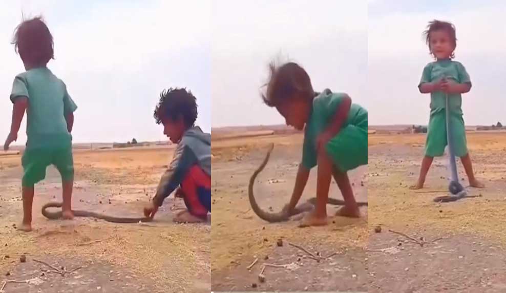 Children’s Games With Snakes: వీళ్లు పిల్లలా…స్నేక్ క్యాచర్లా..!?.. Children’s Games With Snakes: వీళ్లు పిల్లలా…స్నేక్ క్యాచర్లా..!?..