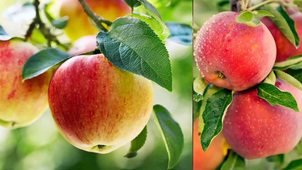 Apple | యాపిల్ను సాయంత్రం వేళ తినకూడదట.. జర జాగ్రత్త..! Apple | యాపిల్ను సాయంత్రం వేళ తినకూడదట.. జర జాగ్రత్త..!