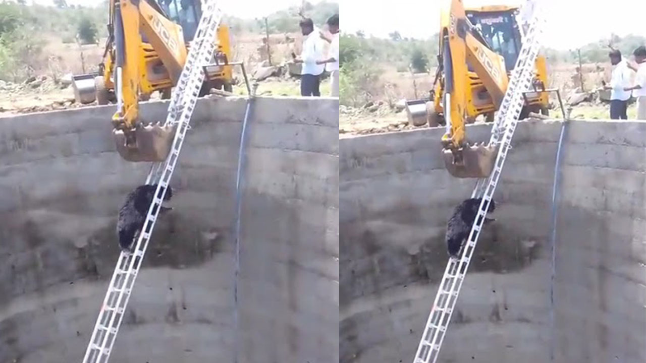 Viral: బావిలో పడ్డ ఎలుగుబంటి.. ప్రొక్లెయినర్తో బయటకు.! (Video) Viral: బావిలో పడ్డ ఎలుగుబంటి.. ప్రొక్లెయినర్తో బయటకు.! (Video)