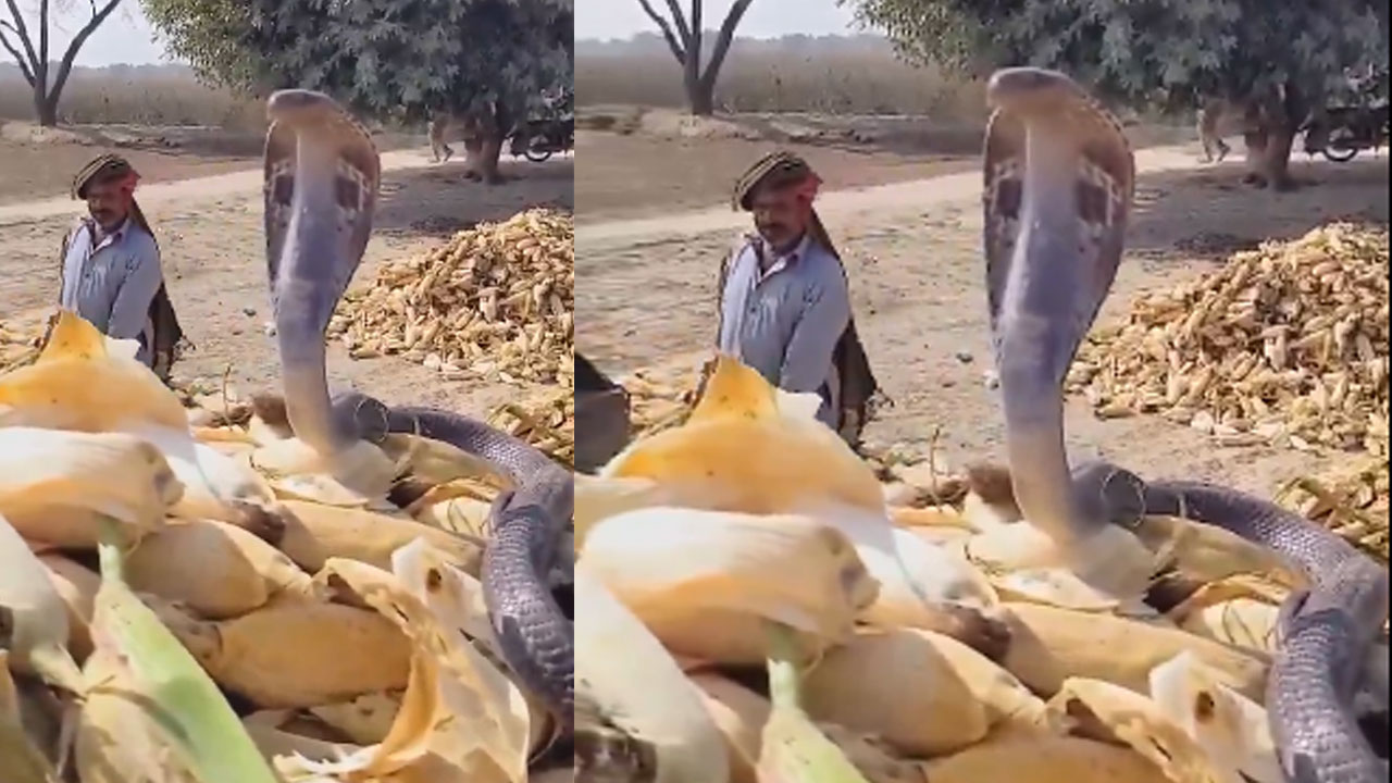 Viral: మొక్కజొన్నపై.. కోబ్రా దర్జా! (వీడియో) Viral: మొక్కజొన్నపై.. కోబ్రా దర్జా! (వీడియో)
