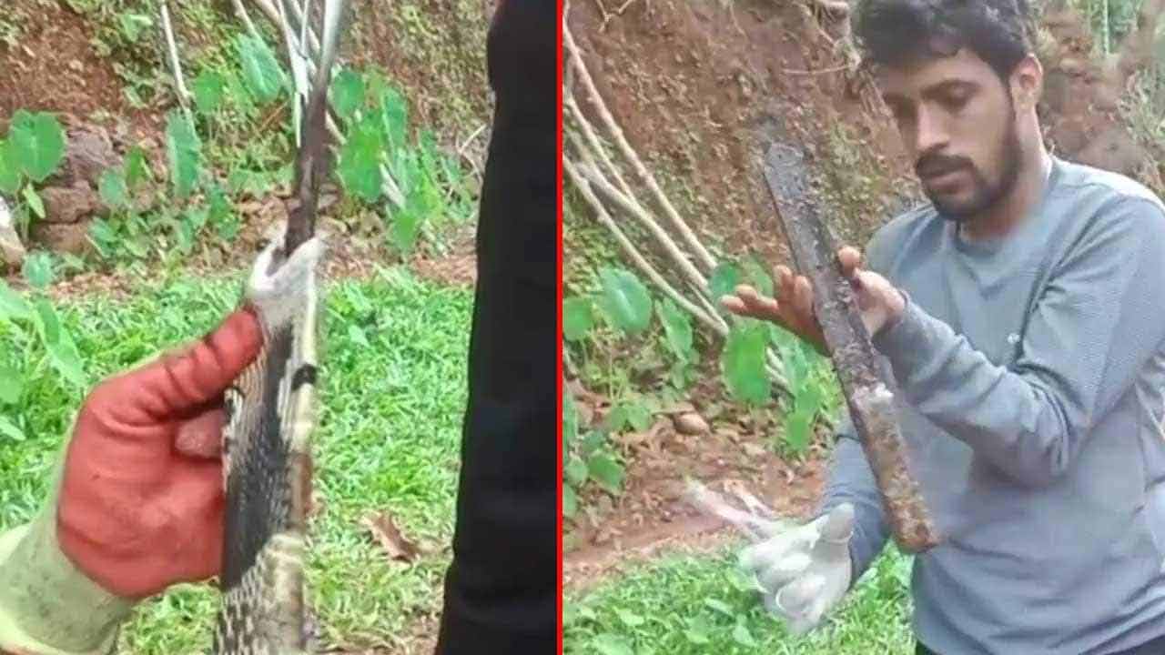 Cobra Swallows Knife | కత్తిని మింగిన నాగుపాము.. ఎందుకో తెలుసా..? వీడియో Cobra Swallows Knife | కత్తిని మింగిన నాగుపాము.. ఎందుకో తెలుసా..? వీడియో
