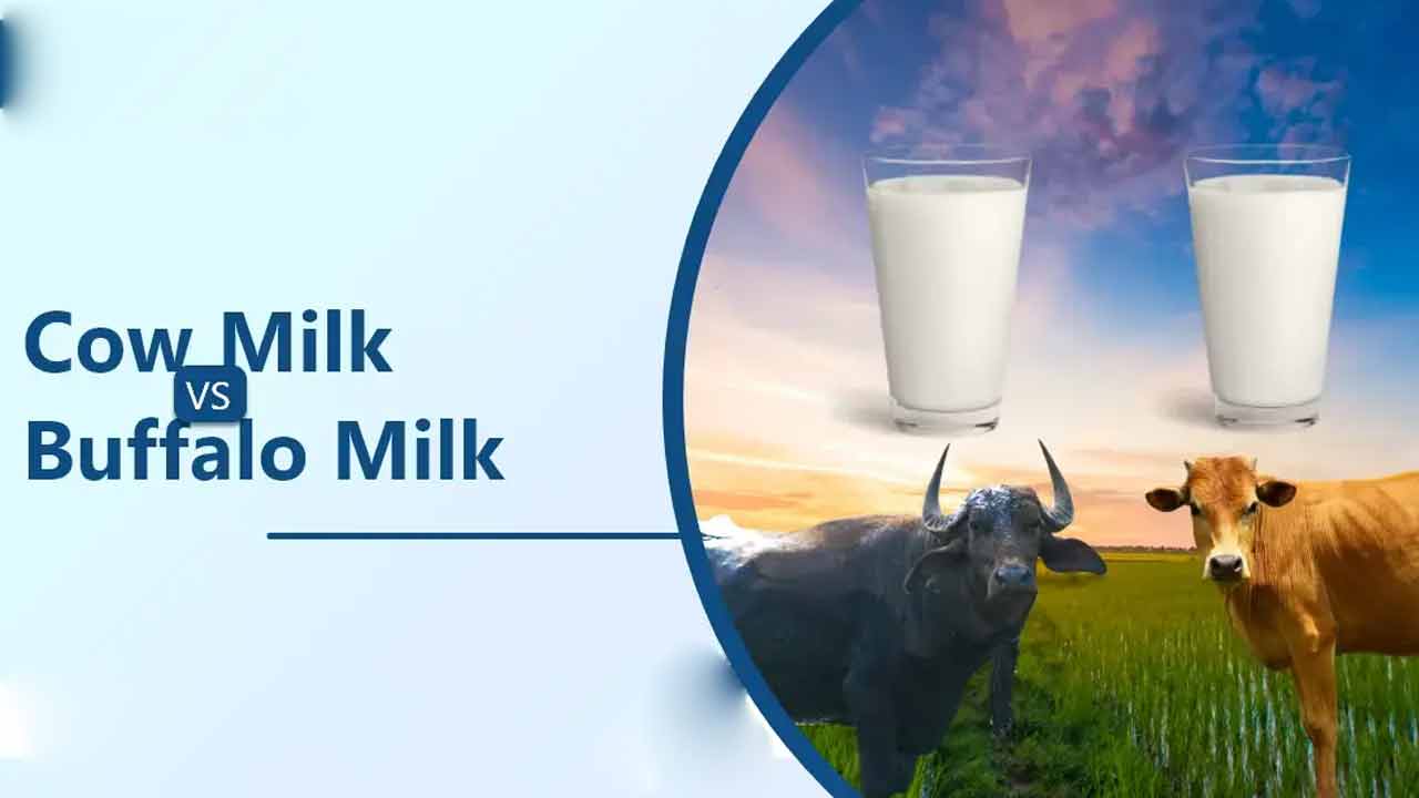Cow Milk Vs Buffalo Milk | ఆవు పాలు వర్సెస్ బర్రె పాలు.. ఆరోగ్యానికి ఏవి బెటర్..! Cow Milk Vs Buffalo Milk | ఆవు పాలు వర్సెస్ బర్రె పాలు.. ఆరోగ్యానికి ఏవి బెటర్..!