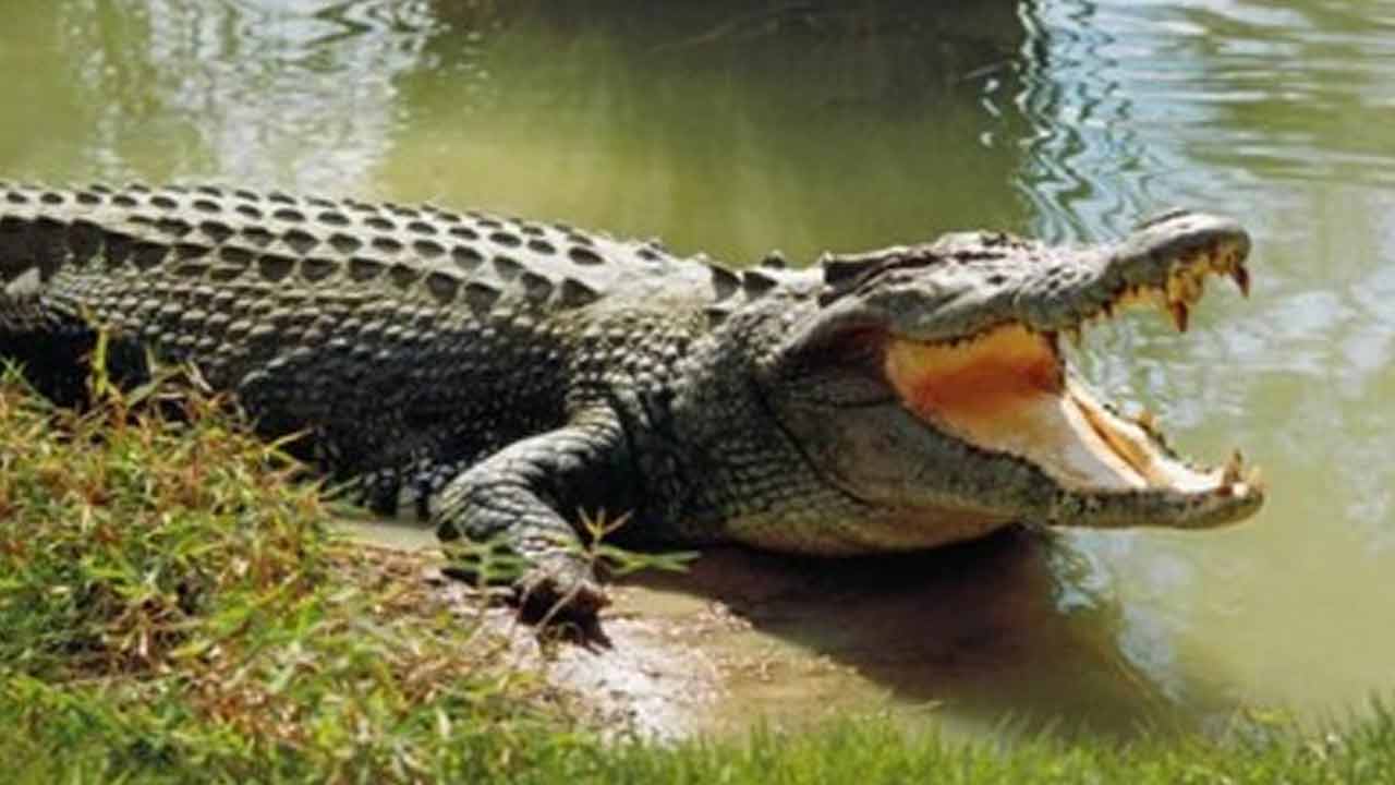 Crocodile | నదిలో మహిళ స్నానం.. మొసలి ఏం చేసిందో తెలుసా..? Crocodile | నదిలో మహిళ స్నానం.. మొసలి ఏం చేసిందో తెలుసా..?