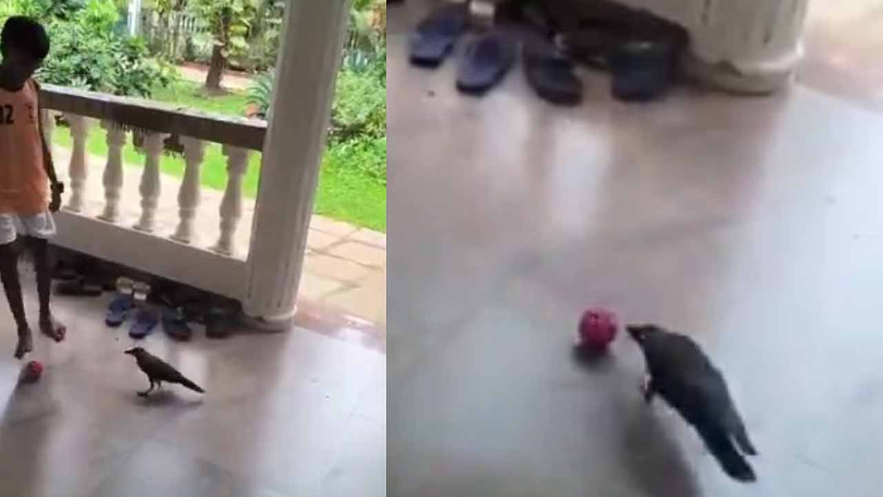 Crow Plays Football | ఫుట్ బాల్ ఆడిన ‘కాకి’.. దాని నైపుణ్యానికి క్రీడాకారులు ఫిదా.. వీడియో Crow Plays Football | ఫుట్ బాల్ ఆడిన ‘కాకి’.. దాని నైపుణ్యానికి క్రీడాకారులు ఫిదా.. వీడియో