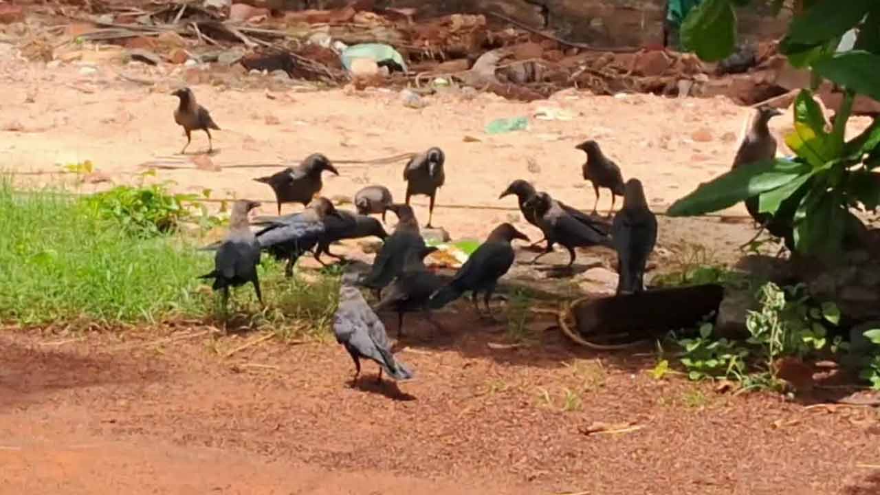 Crow | కాకులకు అన్నం వడ్డిస్తూ.. గొప్ప మనసు చాటుకుంటున్న పూజారి Crow | కాకులకు అన్నం వడ్డిస్తూ.. గొప్ప మనసు చాటుకుంటున్న పూజారి