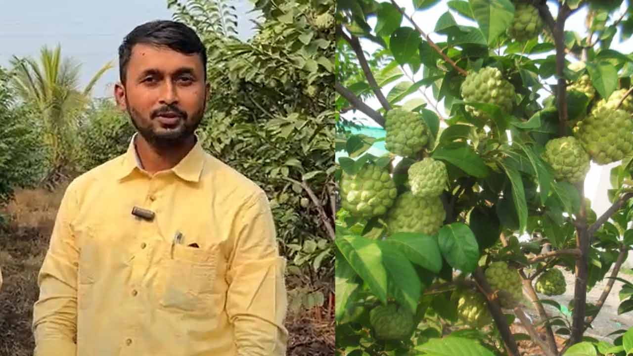 Custard Apple Farming | సీతాఫలం సాగు.. ఎకరానికి రూ. 6 లక్షలు సంపాదిస్తున్న ఎంబీఏ గ్రాడ్యుయేట్ Custard Apple Farming | సీతాఫలం సాగు.. ఎకరానికి రూ. 6 లక్షలు సంపాదిస్తున్న ఎంబీఏ గ్రాడ్యుయేట్