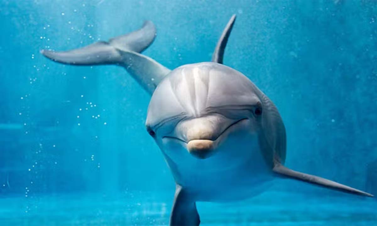 Dolphins: విశ్వంలో తెలివైన జంతువు ఇదే.. మనిషితో సమానంగా ఆలోచించగలదు.. Dolphins: విశ్వంలో తెలివైన జంతువు ఇదే.. మనిషితో సమానంగా ఆలోచించగలదు..