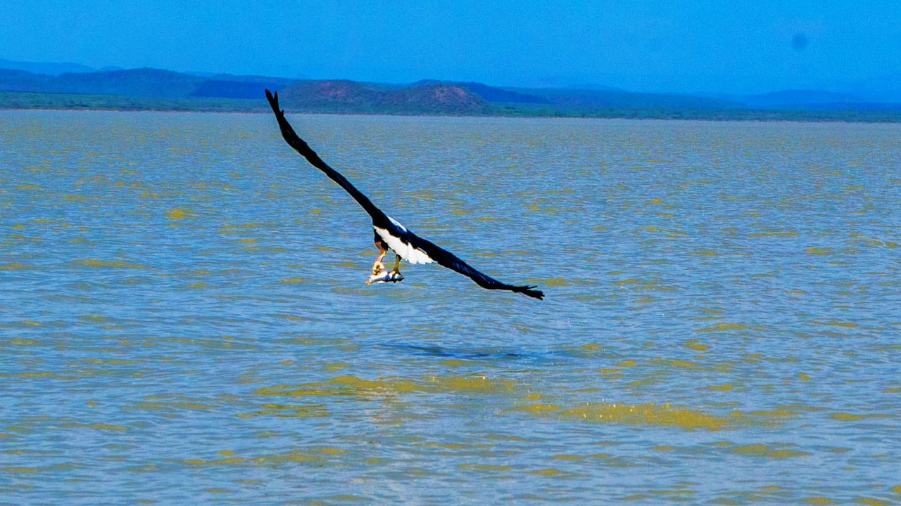 Eagle: గద్ద.. సముద్రంలో మునిగి చేపను ఎలా పట్టిందో చూడండి? Eagle: గద్ద.. సముద్రంలో మునిగి చేపను ఎలా పట్టిందో చూడండి?