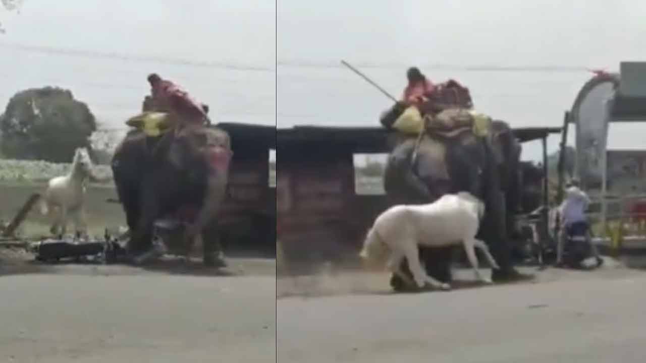 Elephant vs Horse | గుర్రం దెబ్బకు ఏనుగు పరార్.. వైరల్ వీడియో Elephant vs Horse | గుర్రం దెబ్బకు ఏనుగు పరార్.. వైరల్ వీడియో