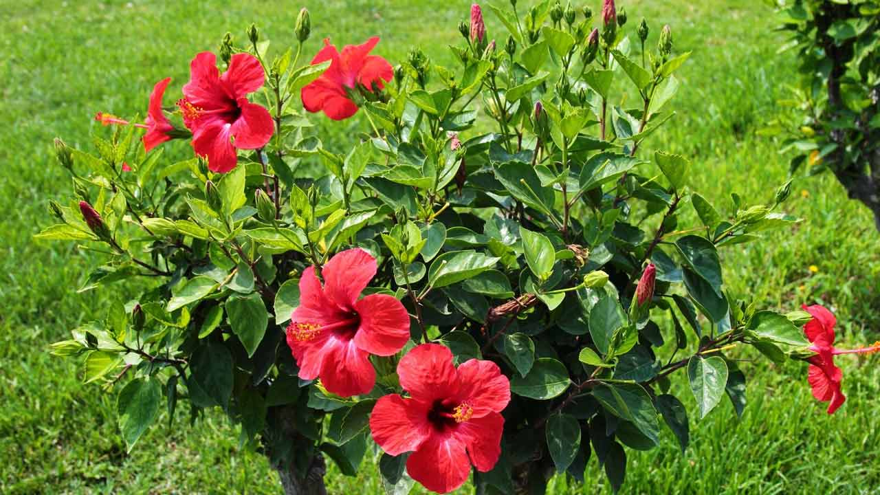 Hibiscus Plant | ‘మందారం పువ్వు’తో అప్పులు మాయం..! ప్రతి శుక్రవారం చేయండిలా..!! Hibiscus Plant | ‘మందారం పువ్వు’తో అప్పులు మాయం..! ప్రతి శుక్రవారం చేయండిలా..!!