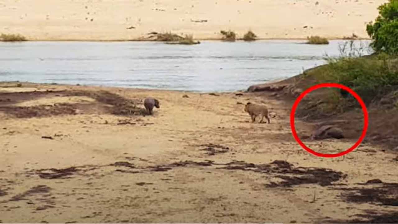 Baby Hippo vs Lion | సింహానికి చుక్కలు చూపించిన హిప్పోపొటమస్.. వీడియో Baby Hippo vs Lion | సింహానికి చుక్కలు చూపించిన హిప్పోపొటమస్.. వీడియో