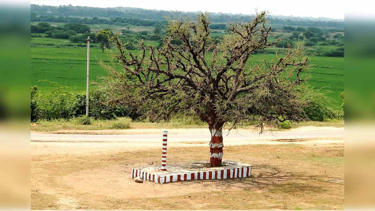 Jammi Chettu | వాస్తు దోష నివారిణి ‘జమ్మిచెట్టు’.. ఇలా పూజిస్తే శని బాధలు మటుమాయం..! Jammi Chettu | వాస్తు దోష నివారిణి ‘జమ్మిచెట్టు’.. ఇలా పూజిస్తే శని బాధలు మటుమాయం..!