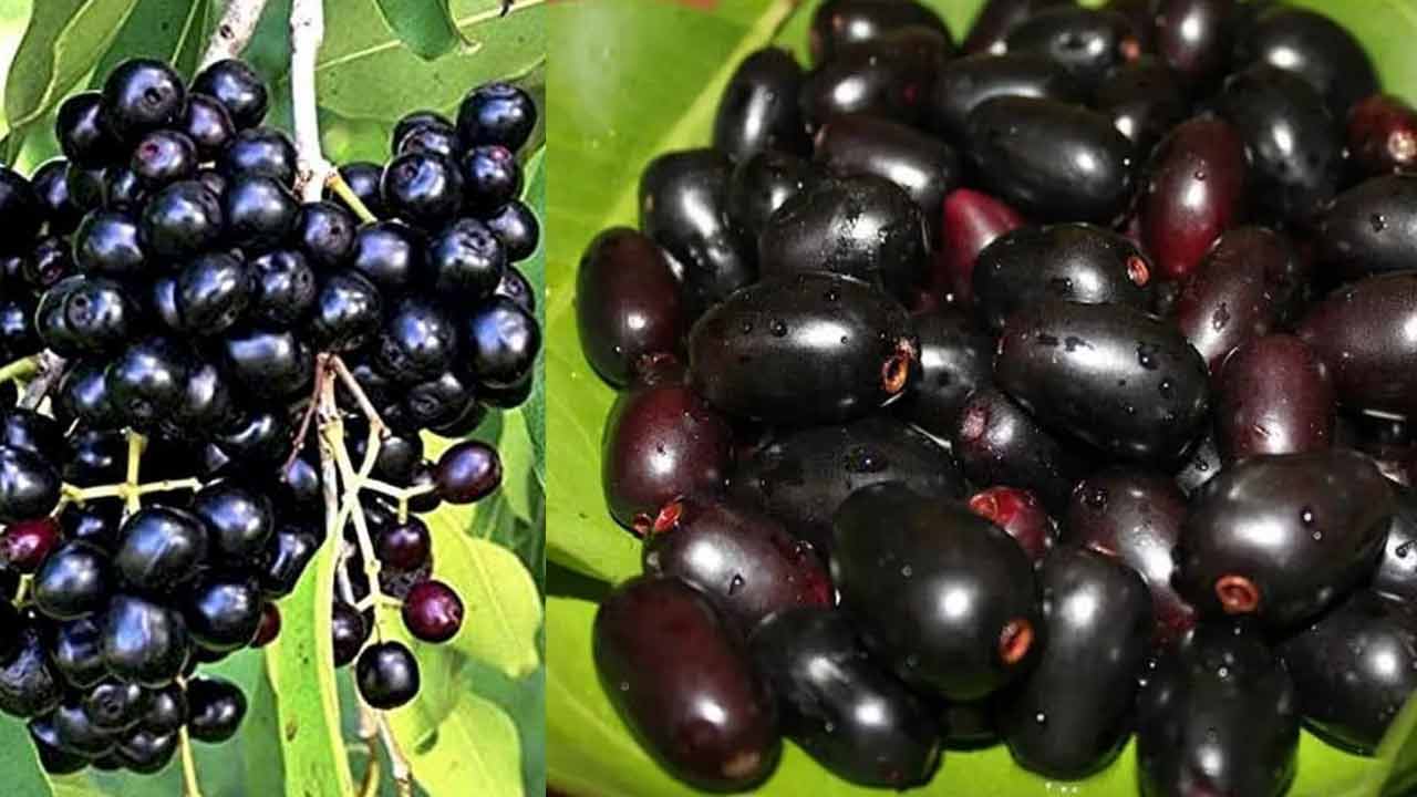 Jamun Health Benefits | నేరేడు పండ్లు.. షుగర్ వ్యాధిగ్రస్తులకు దివ్యౌషధం.. Jamun Health Benefits | నేరేడు పండ్లు.. షుగర్ వ్యాధిగ్రస్తులకు దివ్యౌషధం..