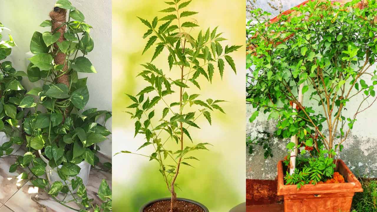 Lucky Plants | మీ ఇంట్లో ఈ ఐదు మొక్కలు పెంచుకుంటే.. మీ దశనే మారిపోతుందట..! Lucky Plants | మీ ఇంట్లో ఈ ఐదు మొక్కలు పెంచుకుంటే.. మీ దశనే మారిపోతుందట..!
