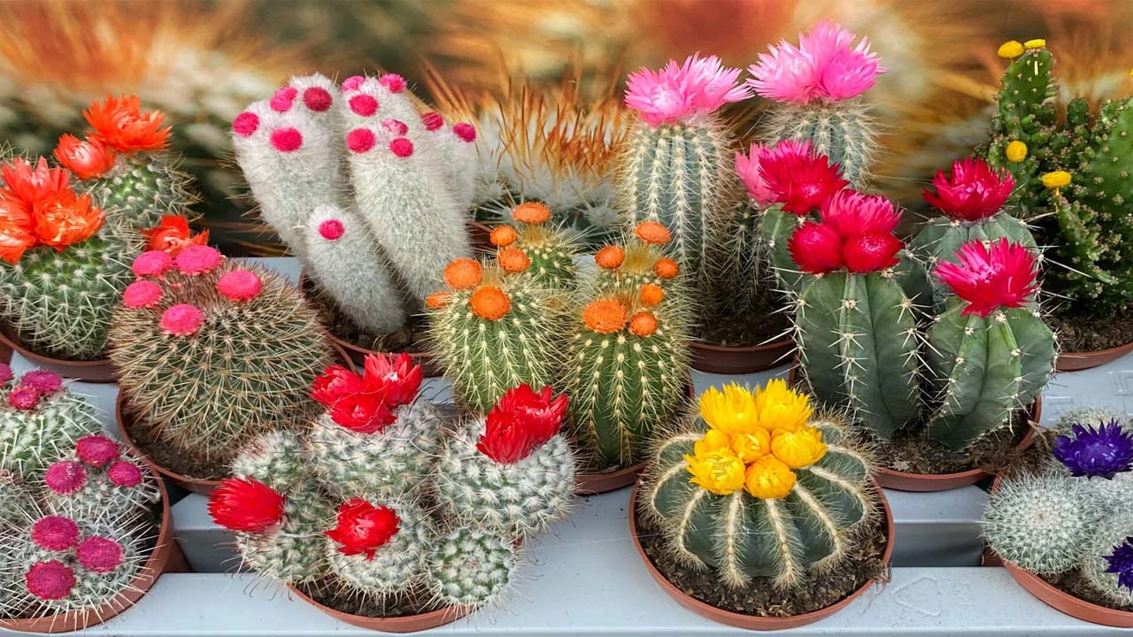Dangerous plant: మీ ఇంటి పరిసరాల్లో ఈ మొక్క ఉందా? అనవసర వివాదాలు కొని తెచ్చుకున్నట్టే…! Dangerous plant: మీ ఇంటి పరిసరాల్లో ఈ మొక్క ఉందా? అనవసర వివాదాలు కొని తెచ్చుకున్నట్టే…!