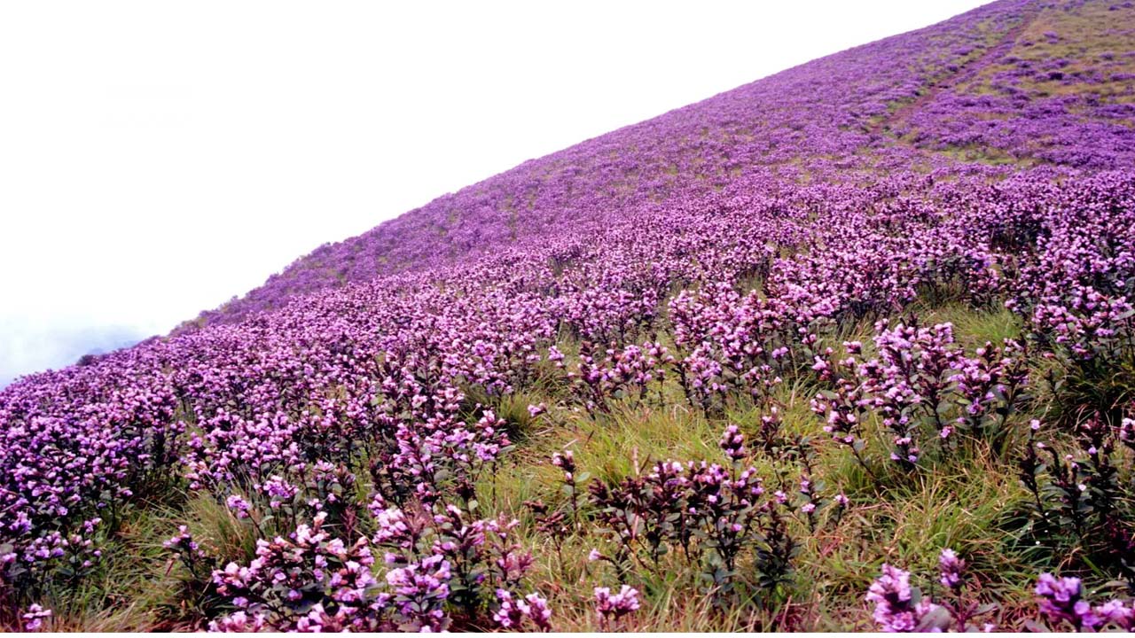 Neelakurinji flower: 12 సంవత్సరాలకు ఒకసారి వికసించే అరుదైన పుష్పం.. ఈ చెట్లు ఎక్కడ ఉంటాయో తెలుసా? Neelakurinji flower: 12 సంవత్సరాలకు ఒకసారి వికసించే అరుదైన పుష్పం.. ఈ చెట్లు ఎక్కడ ఉంటాయో తెలుసా?