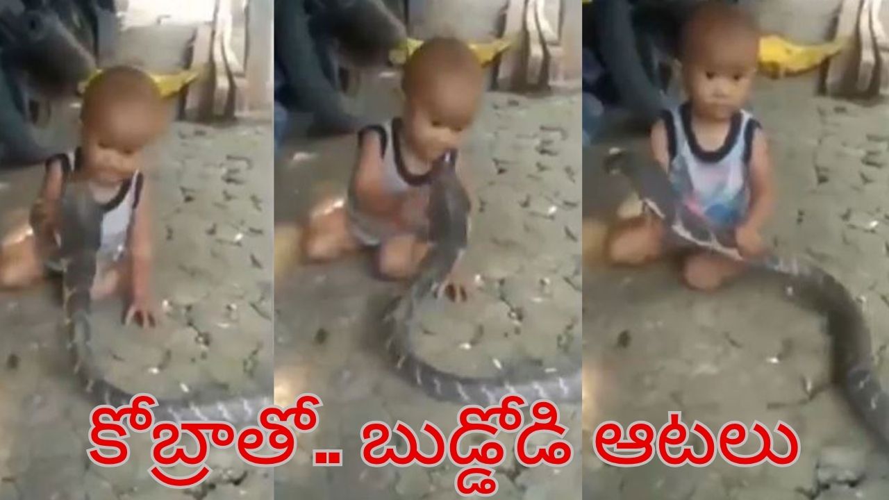 Viral: ఏడాది వయస్సు లేదు.. కింగ్ కోబ్రాతో ఆ ఆటలేంద్రా నాయనా! Viral: ఏడాది వయస్సు లేదు.. కింగ్ కోబ్రాతో ఆ ఆటలేంద్రా నాయనా!