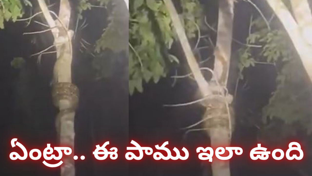 Viral Video: ఇదెక్కడి పామురా.. జెట్ స్పీడ్లో చెట్టెక్కింది! స్ప్రింగులేమైనా మింగిందా Viral Video: ఇదెక్కడి పామురా.. జెట్ స్పీడ్లో చెట్టెక్కింది! స్ప్రింగులేమైనా మింగిందా
