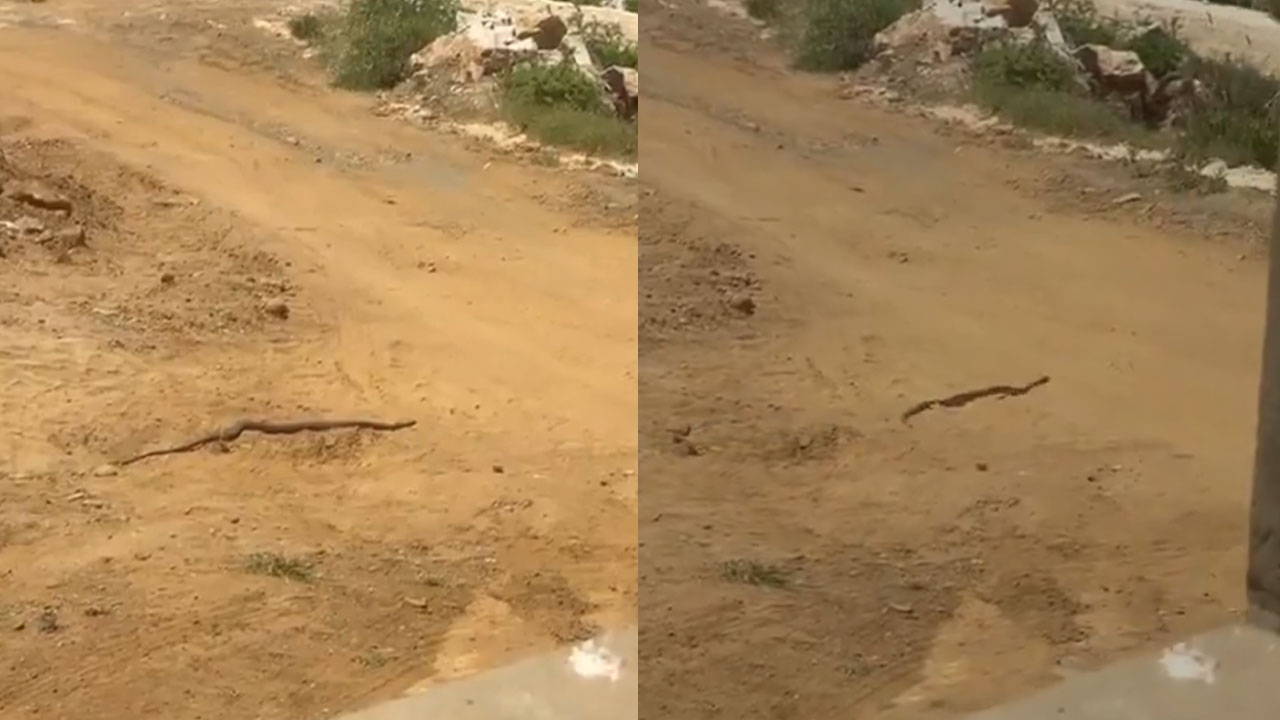 Viral: నటించే.. ఇలాంటి టక్కరి పామును మీరెప్పుడైనా చూశారా..! Viral: నటించే.. ఇలాంటి టక్కరి పామును మీరెప్పుడైనా చూశారా..!