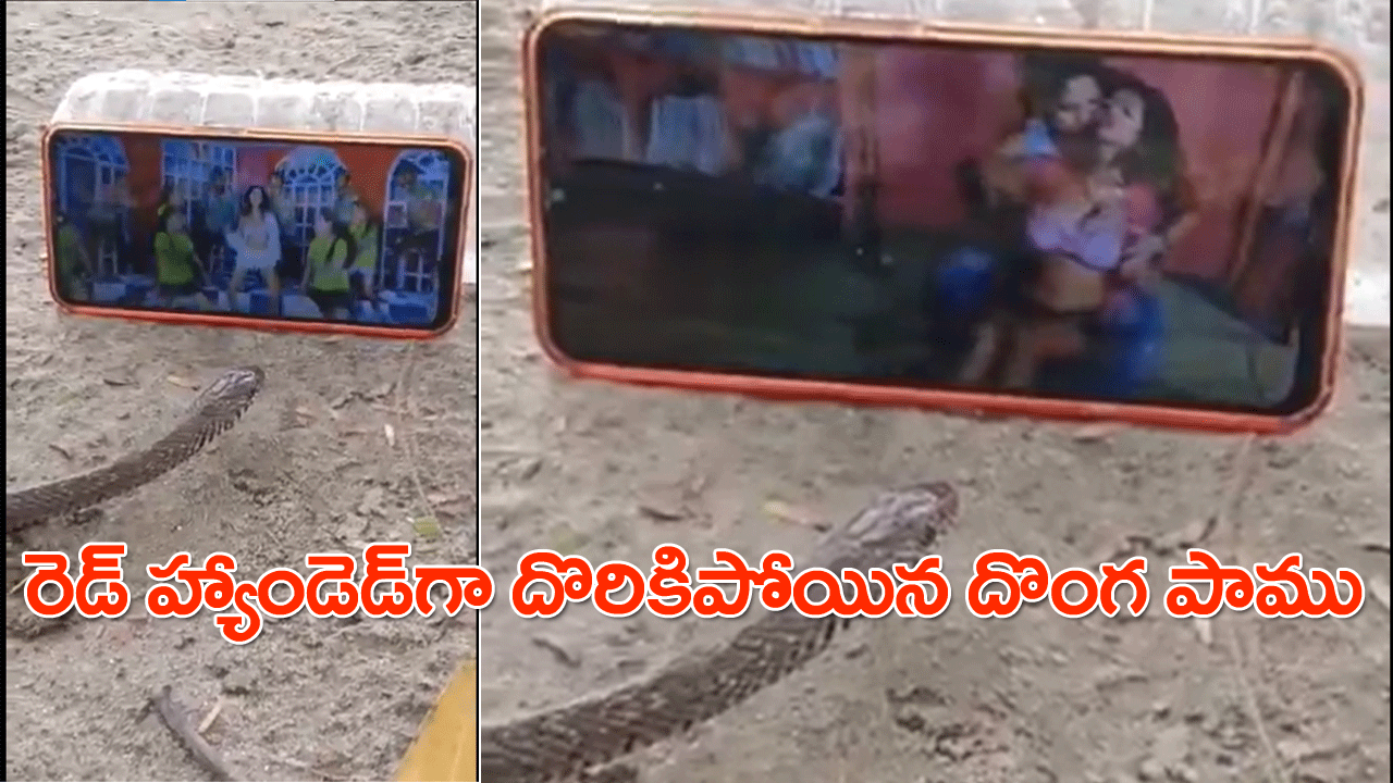 Snaking News | స్మార్ట్ ఫోన్లో ఆ దృశ్యాలు చూస్తూ రెడ్హ్యాడెండ్గా దొరికిపోయిన పాము! Snaking News | స్మార్ట్ ఫోన్లో ఆ దృశ్యాలు చూస్తూ రెడ్హ్యాడెండ్గా దొరికిపోయిన పాము!