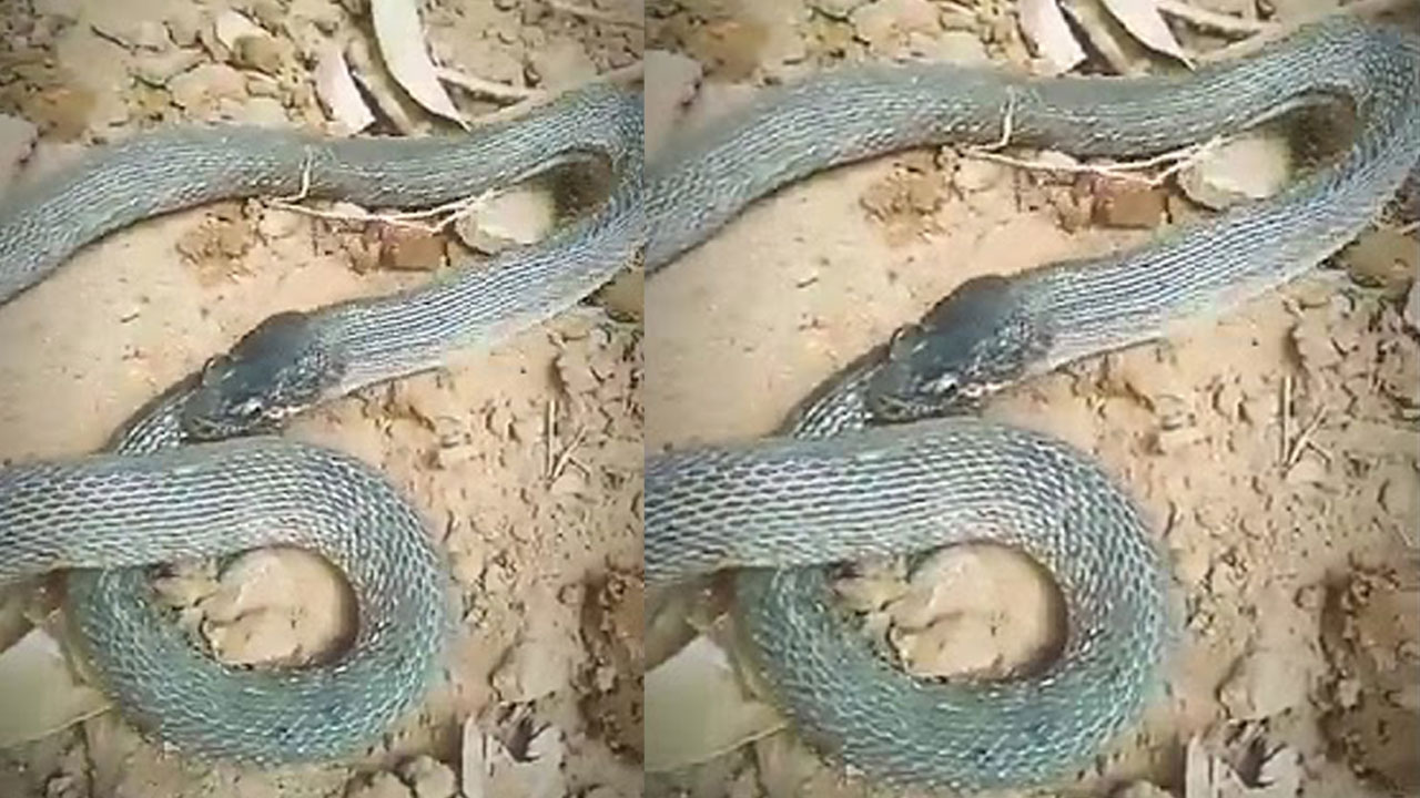 Viral: ఇదెక్కడి పామురా.. తనను తానే తినేస్తుంది (వీడియో) Viral: ఇదెక్కడి పామురా.. తనను తానే తినేస్తుంది (వీడియో)