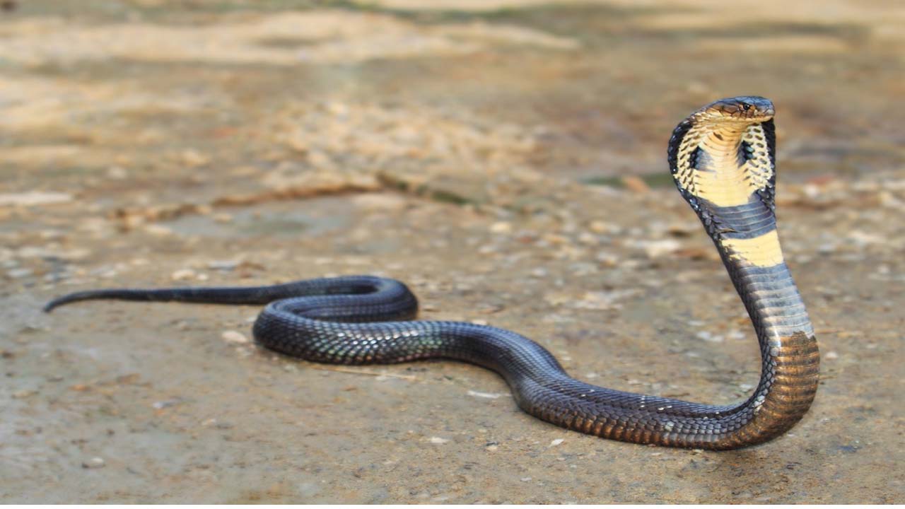snakes take revenge: పాములు పగబడతాయా? నాదస్వరానికి నాట్యం చేస్తాయా? నిజమెంత? snakes take revenge: పాములు పగబడతాయా? నాదస్వరానికి నాట్యం చేస్తాయా? నిజమెంత?