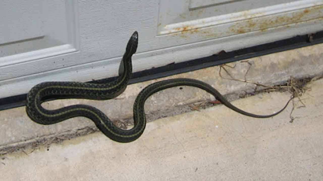 Protection from Snakes | పాములు ఇంట్లోకి రాకుండా ఉండాలంటే.. ఈ మొక్కలు పెంచండి మరి.. Protection from Snakes | పాములు ఇంట్లోకి రాకుండా ఉండాలంటే.. ఈ మొక్కలు పెంచండి మరి..