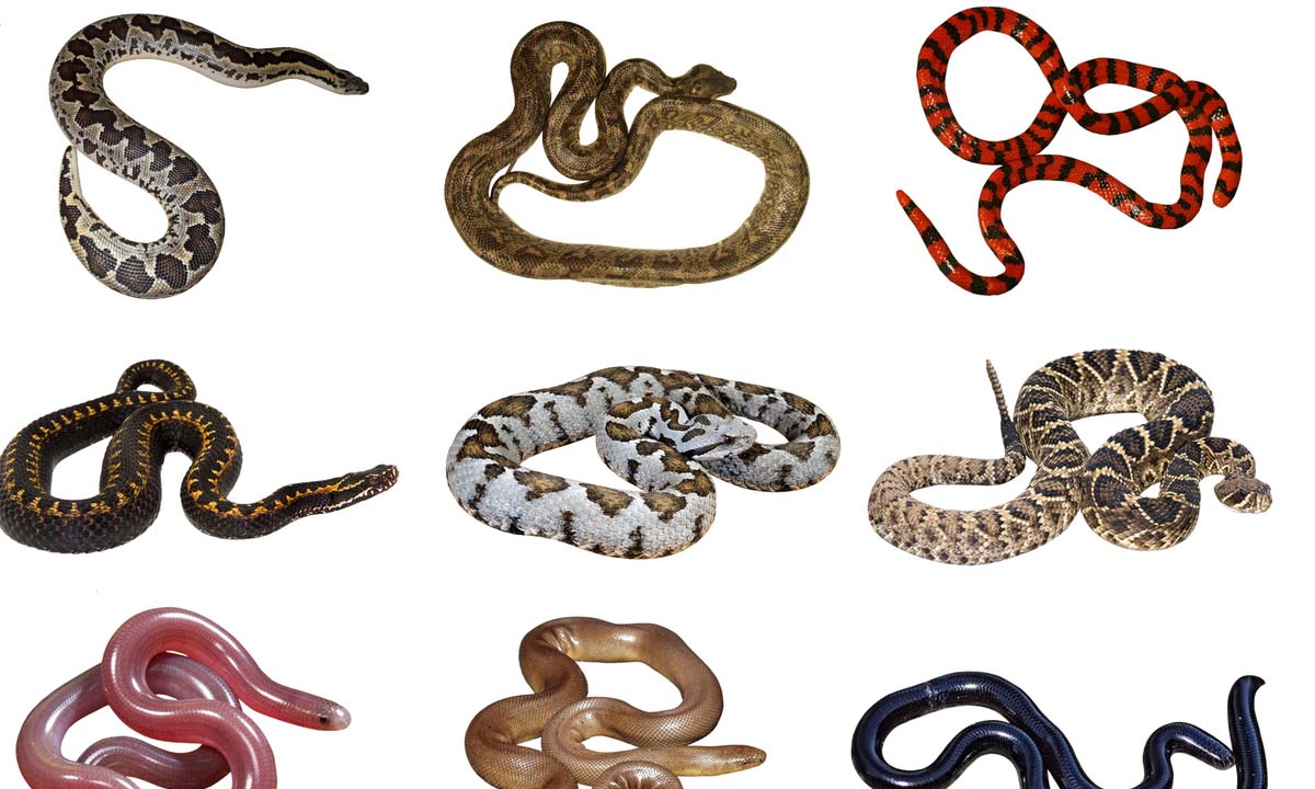 snake-free countries: పాములు లేని దేశాలు ఇవే.. snake-free countries: పాములు లేని దేశాలు ఇవే..