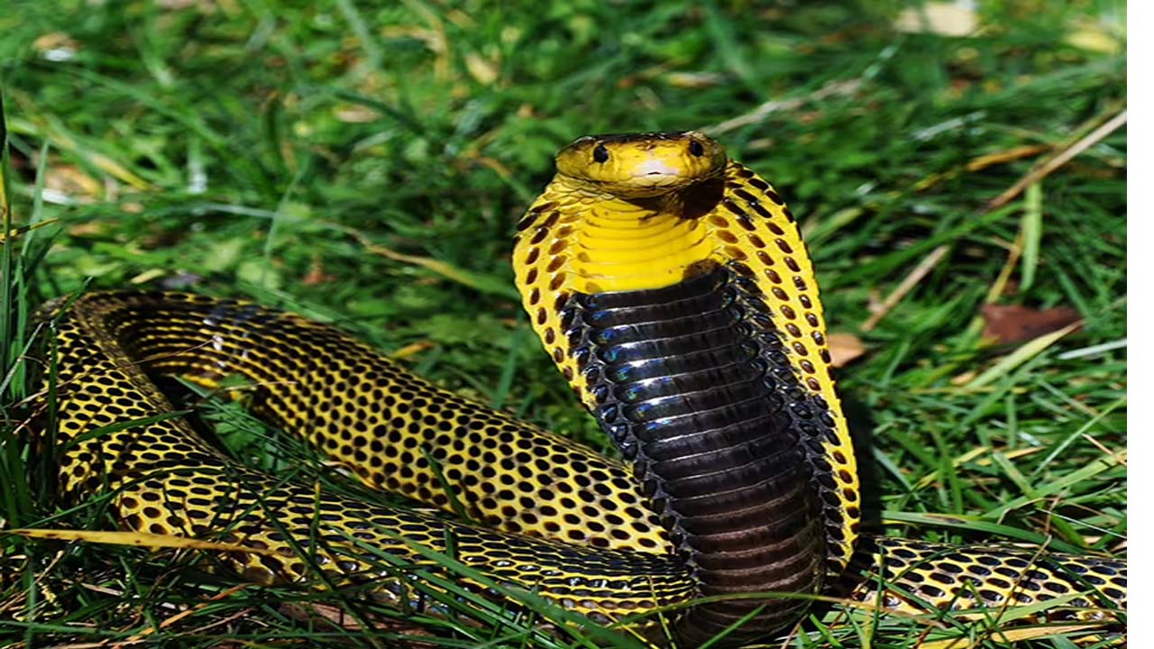 Inland Taipan: క్షణాల్లోనే ప్రాణాలు తీసే పాము.. ప్రపంచంలోనే అత్యంత విషపూరితమైనది Inland Taipan: క్షణాల్లోనే ప్రాణాలు తీసే పాము.. ప్రపంచంలోనే అత్యంత విషపూరితమైనది
