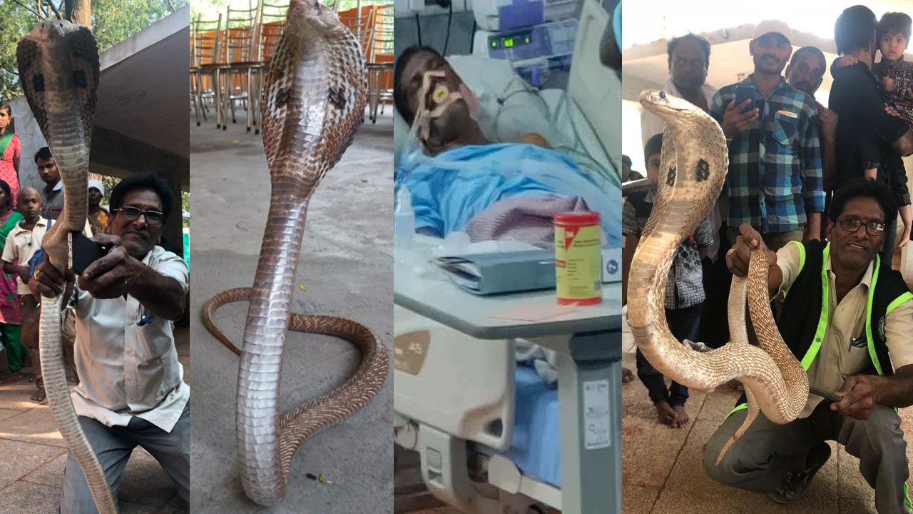 King Cobra: 14వేల పాములు పట్టాడు.. చివరకు రాచనాగు కాటుతో ఐసీయూలో King Cobra: 14వేల పాములు పట్టాడు.. చివరకు రాచనాగు కాటుతో ఐసీయూలో