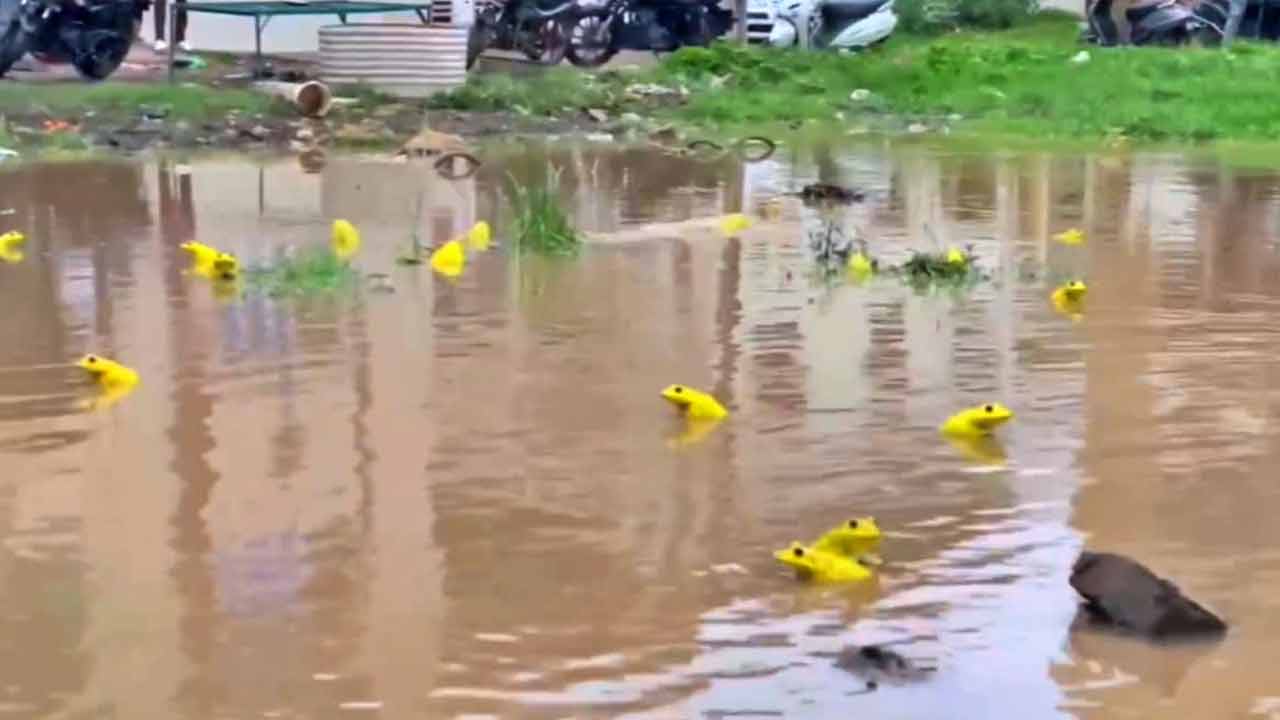 Yellow Frogs | ‘ఎల్లో కప్ప’లను ఎప్పుడైనా చూశారా..? ఇది కప్పల శృంగారానికి సంకేతమా..? Yellow Frogs | ‘ఎల్లో కప్ప’లను ఎప్పుడైనా చూశారా..? ఇది కప్పల శృంగారానికి సంకేతమా..?
