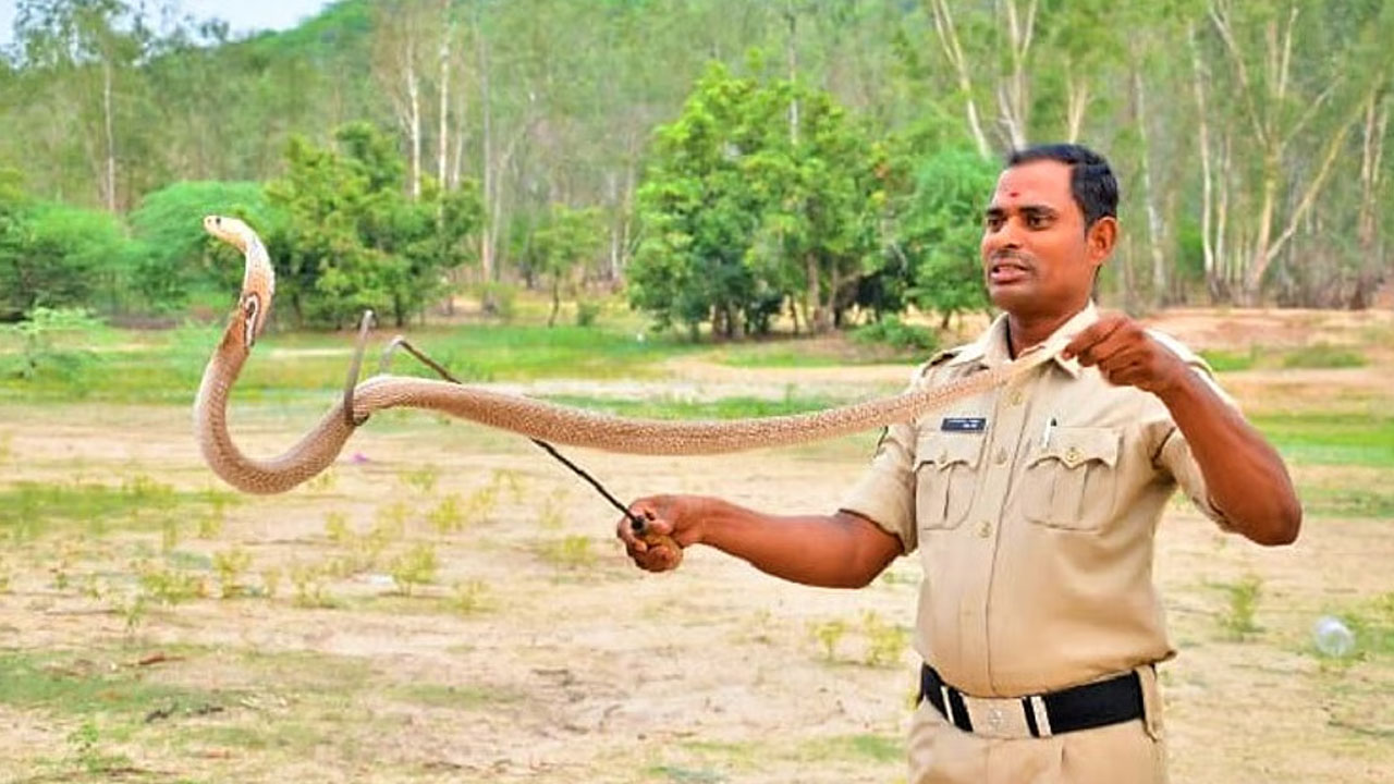 Telangana snake rescues | ఈ ఏడాది ఇప్పటి వరకూ తెలంగాణలో రక్షించిన పాముల సంఖ్య ఎంతో తెలుసా? Telangana snake rescues | ఈ ఏడాది ఇప్పటి వరకూ తెలంగాణలో రక్షించిన పాముల సంఖ్య ఎంతో తెలుసా?