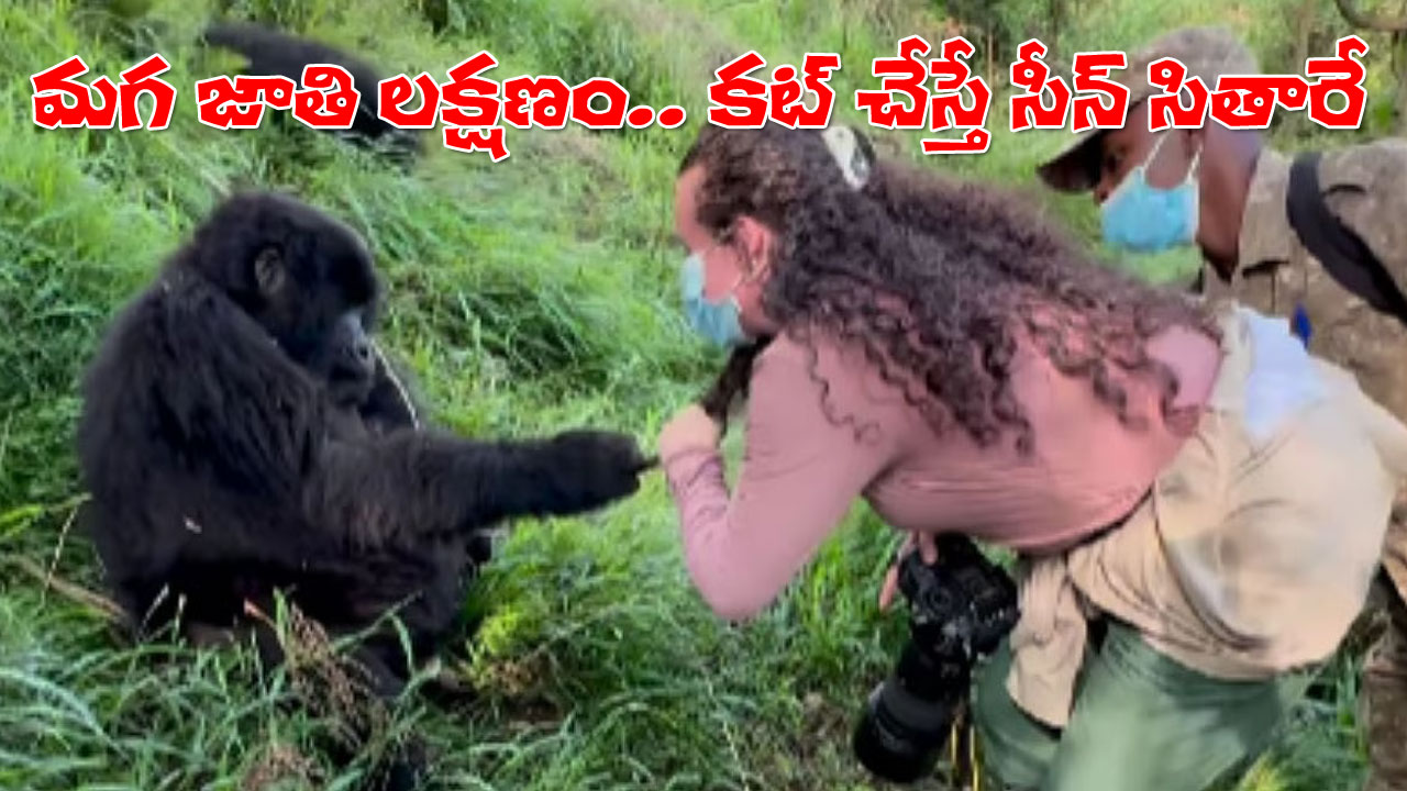 Viral Video | యువతి జుట్టు పట్టుకున్న మగ గొరిల్లా.. ఇక ఆడ గొరిల్లా రియాక్షన్ చూడాలి… Viral Video | యువతి జుట్టు పట్టుకున్న మగ గొరిల్లా.. ఇక ఆడ గొరిల్లా రియాక్షన్ చూడాలి…
