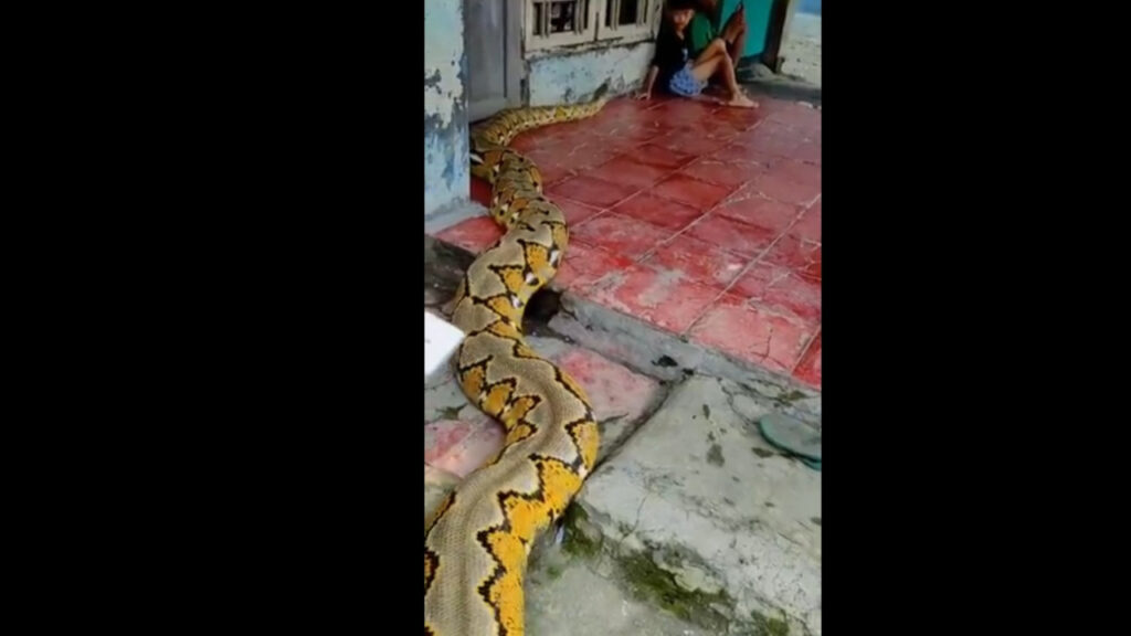indonesia-giant-python-children-viral-video