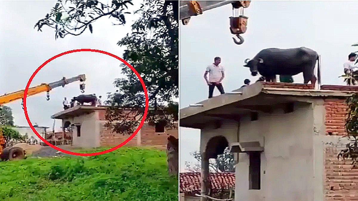 ఎక్కడం ఎక్కింది కానీ, దిగరాలేదు.. ‘దున్నపోతు’ మొహందానికి.. ఎక్కడం ఎక్కింది కానీ, దిగరాలేదు.. ‘దున్నపోతు’ మొహందానికి..